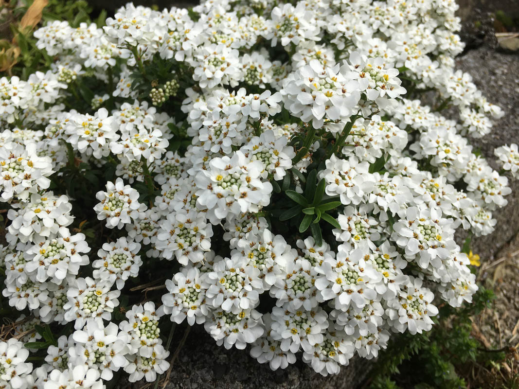 Iberis sempervirens photo